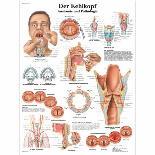 Lehrtafel - Der Kehlkopf, 4006585 [VR0248UU], Sprechorgane
