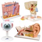 Anatomie Set Sinnesorgane, 8000847, Hals, Nase und Ohrenmodelle