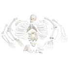 Unmontiertes komplettes Skelett Modell, Knochen von Hand & Fuß auf Draht & Nylon, lebensgroß - 3B Smart Anatomy, 1020157 [A05/1], Unmontierte Skelette