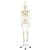 Menschliches Skelett Modell "Stan", lebensgroß, an Metallhängestativ mit Rollen - 3B Smart Anatomy, 1020172 [A10/1], Skelette lebensgroß (Small)