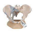 Weibliches Becken Modell mit Bändern, 3-teilig - 3B Smart Anatomy, 1000286 [H20/2], Genital- und Beckenmodelle