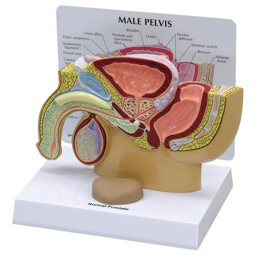 Männliches Becken mit Prostata, 1019562, Genital- und Beckenmodelle