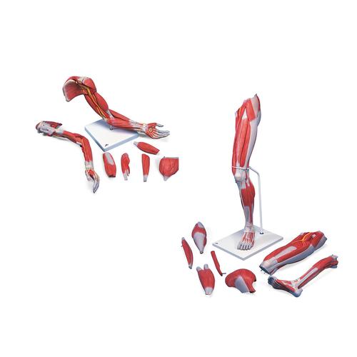Luxus Anatomie Set Arm- und Beinmuskel Modell, 8001089 [3010307], Muskelmodelle