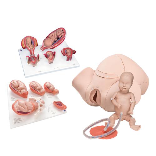 Schulungsset Einführung in die Geburtshilfe, 8000877 [3011904], Anatomie Sets