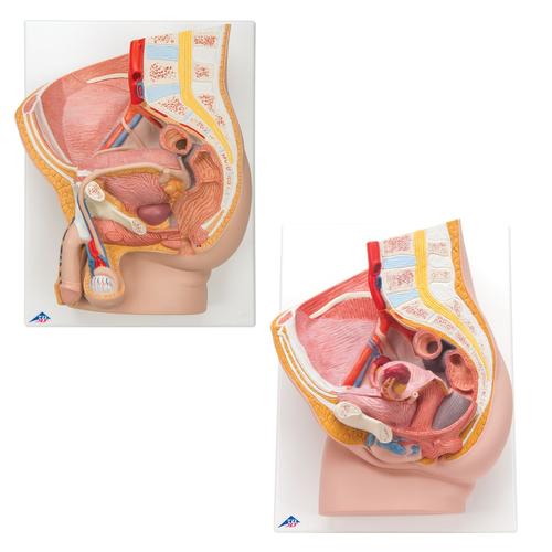 Anatomie Set Becken, 8000837, Anatomie Sets
