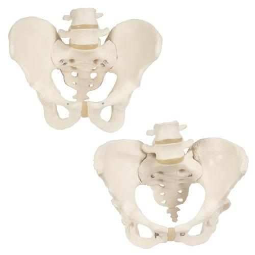 Anatomie-Set Knochen-Becken, 8000838, Genital- und Beckenmodelle