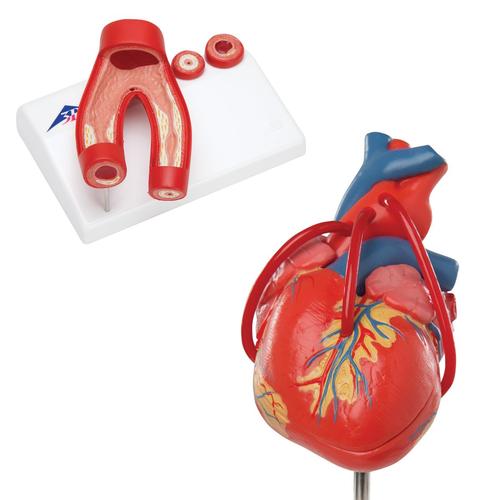 Anatomie Set Herz, 8000845, Herz- und Kreislaufmodelle
