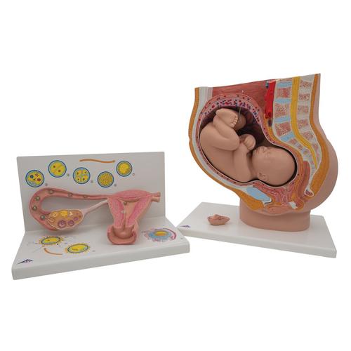 Anatomie Set Schwangerschaft, 8000848, Schwangerschaft