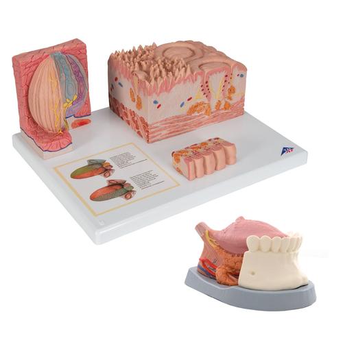 Tongue Set, 8000905, Anatomie Sets