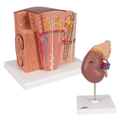 Kidney Set, 8000906, Anatomie Sets