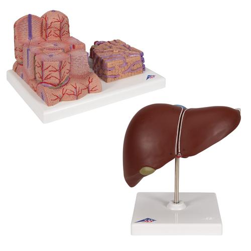 Liver Set, 8000908, Anatomie Sets