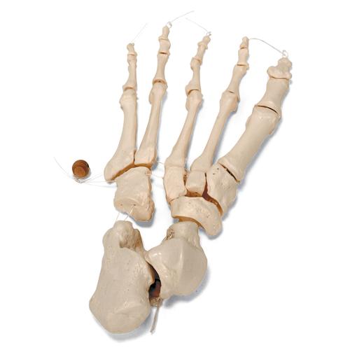 Unmontiertes halbes Skelett Modell, Knochen von Hand & Fuß auf Nylon, lebensgroß - 3B Smart Anatomy, 1020156 [A04/1], Unmontierte Skelette