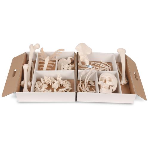 Unmontiertes halbes Skelett Modell, Knochen von Hand & Fuß auf Draht, Lebensgroß - 3B Smart Anatomy, 1020155 [A04], Unmontierte Skelette