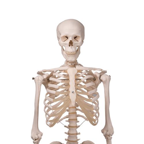 Menschliches Skelett Modell "Stan", lebensgroß, an Metallhängestativ mit Rollen - 3B Smart Anatomy, 1020172 [A10/1], Skelette lebensgroß