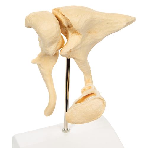 Gehörknöchelchen Modell, 20-fache Vergrößerung von Hammer, Amboss und Steigbügel, BONElike - 3B Smart Anatomy, 1009697 [A100], Hals, Nase und Ohrenmodelle