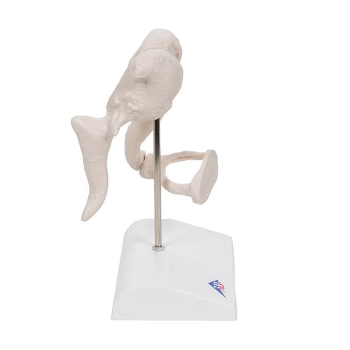 Gehörknöchelchen Modell, 20-fache Vergrößerung von Hammer, Amboss und Steigbügel - 3B Smart Anatomy, 1012786 [A101], Einzelne Knochenmodelle