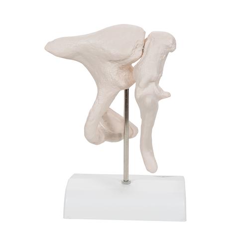 Gehörknöchelchen Modell, 20-fache Vergrößerung von Hammer, Amboss und Steigbügel - 3B Smart Anatomy, 1012786 [A101], Einzelne Knochenmodelle