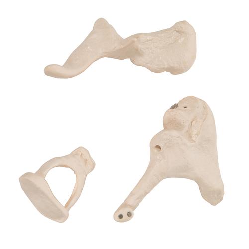 Gehörknöchelchen Modell, 20-fache Vergrößerung von Hammer, Amboss und Steigbügel - 3B Smart Anatomy, 1012786 [A101], Hals, Nase und Ohrenmodelle