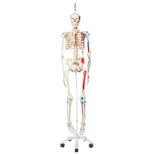 Menschliches Skelett Modell "Max", lebensgroß mit Muskeldarstellung, an Metallhängestativ mit Rollen - 3B Smart Anatomy, 1020174 [A11/1], Skelette lebensgroß