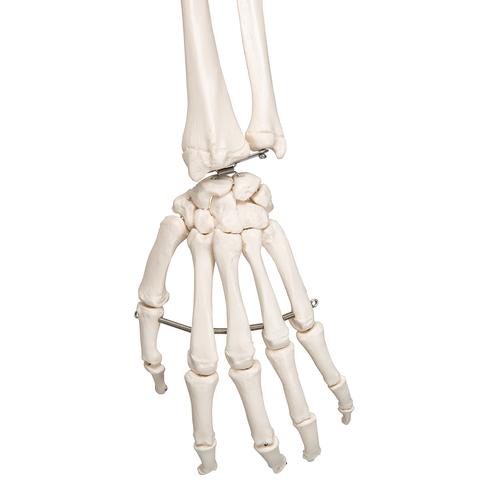 Menschliches Skelett Modell "Leo", lebensgroß mit Gelenkbändern, auf Metallstativ mit Rollen - 3B Smart Anatomy, 1020175 [A12], Skelette lebensgroß