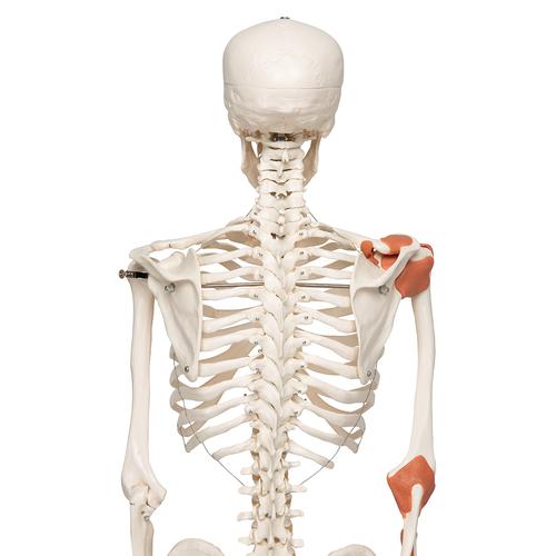 Menschliches Skelett Modell "Leo", lebensgroß mit Gelenkbändern, auf Metallstativ mit Rollen - 3B Smart Anatomy, 1020175 [A12], Skelette lebensgroß