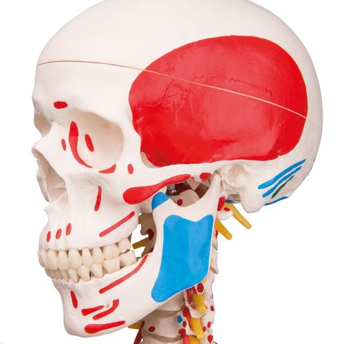 Menschliches Skelett Modell "Sam", lebensgroß mit über 600 Details, Muskeldarstellung, flexibler Wirbelsäule & Gelenkbändern, an Metallhängestativ mit Rollen - 3B Smart Anatomy, 1020177 [A13/1], Skelette lebensgroß