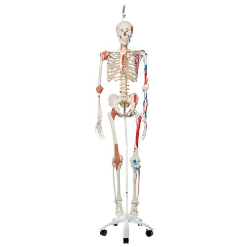 Menschliches Skelett Modell "Sam", lebensgroß mit über 600 Details, Muskeldarstellung, flexibler Wirbelsäule & Gelenkbändern, an Metallhängestativ mit Rollen - 3B Smart Anatomy, 1020177 [A13/1], Skelette lebensgroß