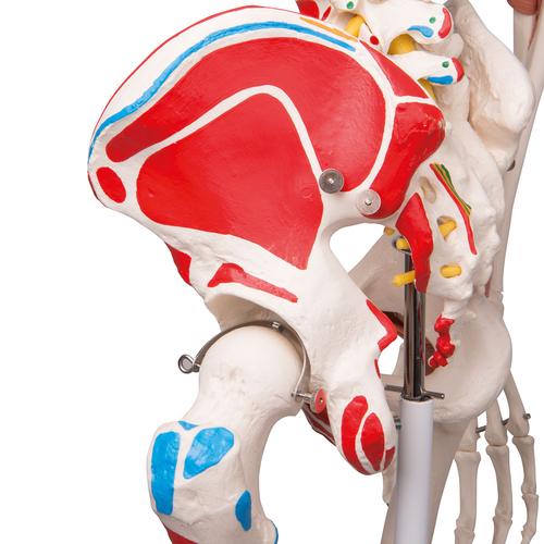 Menschliches Skelett Modell "Sam", lebensgroß mit Muskeldarstellung, flexible Wirbelsäule & Gelenkbändern, auf Metallstativ mit Rollen - 3B Smart Anatomy, 1020176 [A13], Skelette lebensgroß