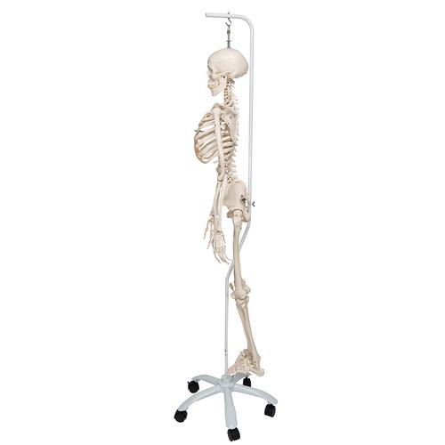 Menschliches Skelett Modell "Phil", lebensgroß mit beweglichen Gelenken und biegsamer Wirbelsäule, an Metallhängestativ mit Rollen - 3B Smart Anatomy, 1020179 [A15/3], Skelette lebensgroß