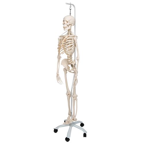 Menschliches Skelett Modell "Feldi", lebensgroß mit flexibel montierten Gelenken, an Metallhängestativ mit Rollen - 3B Smart Anatomy, 1020180 [A15/3S], Skelette lebensgroß