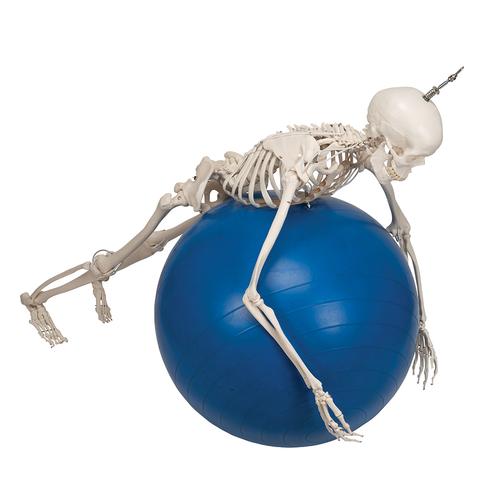 Menschliches Skelett Modell "Feldi", lebensgroß mit flexibel montierten Gelenken, an Metallhängestativ mit Rollen - 3B Smart Anatomy, 1020180 [A15/3S], Skelette lebensgroß