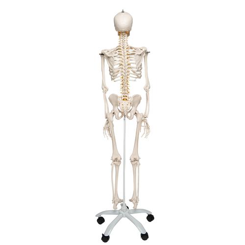 Menschliches Skelett Modell "Fred", lebensgroß mit flexibler einstellbarer Wirbelsäule mit Nerven, Arterien & Bandscheibenvorfall, auf Metallstativ mit Rollen - 3B Smart Anatomy, 1020178 [A15], Skelette lebensgroß