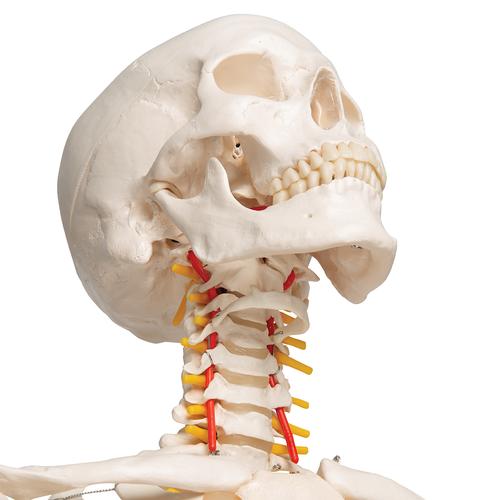 Menschliches Skelett Modell "Fred", lebensgroß mit flexibler einstellbarer Wirbelsäule mit Nerven, Arterien & Bandscheibenvorfall, auf Metallstativ mit Rollen - 3B Smart Anatomy, 1020178 [A15], Skelette lebensgroß