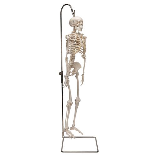 Mini Skelett Modell "Shorty", mit 3-teiligem Schädel, auf Hängestativ - 3B Smart Anatomy, 1000040 [A18/1], Mini-Skelett Modelle
