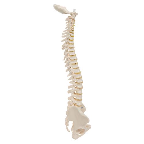 Mini Anatomie Modell Menschliche Wirbelsäule, beweglich und mit Becken, ohne Stativ - 3B Smart Anatomy, 1000042 [A18/20], Mini-Skelett Modelle