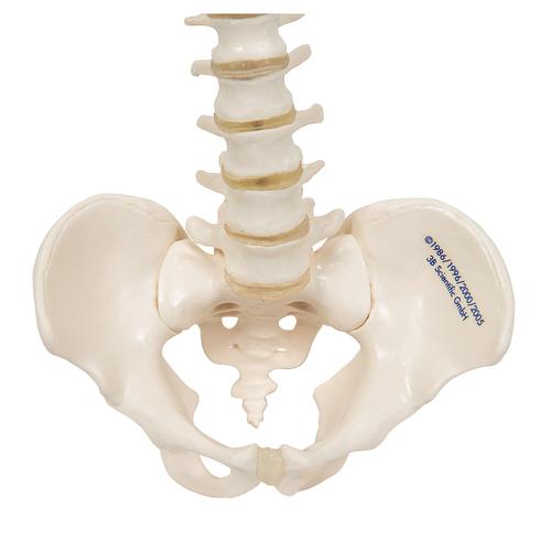 Mini Anatomie Modell Menschliche Wirbelsäule, beweglich und mit Becken, ohne Stativ - 3B Smart Anatomy, 1000042 [A18/20], Mini-Skelett Modelle