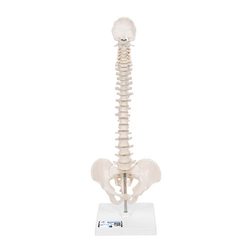 Mini Anatomie Modell Menschliche Wirbelsäule, beweglich und mit Becken, auf Stativ - 3B Smart Anatomy, 1000043 [A18/21], Mini-Skelett Modelle