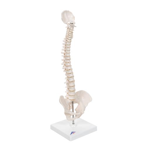 Mini Anatomie Modell Menschliche Wirbelsäule, beweglich und mit Becken, auf Stativ - 3B Smart Anatomy, 1000043 [A18/21], Mini-Skelett Modelle
