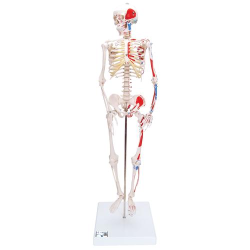 Mini Skelett Modell "Shorty", mit Muskelbemalung und 3-teiligem Schädel, auf Sockel - 3B Smart Anatomy, 1000044 [A18/5], Mini-Skelett Modelle