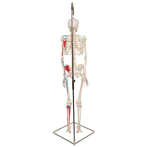 Mini Skelett Modell "Shorty", mit Muskelbemalung und 3-teiligem Schädel, auf Hängestativ - 3B Smart Anatomy, 1000045 [A18/6], Mini-Skelett Modelle