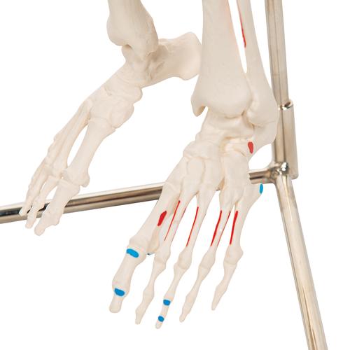 Mini Skelett Modell "Shorty", mit Muskelbemalung und 3-teiligem Schädel, auf Hängestativ - 3B Smart Anatomy, 1000045 [A18/6], Mini-Skelett Modelle