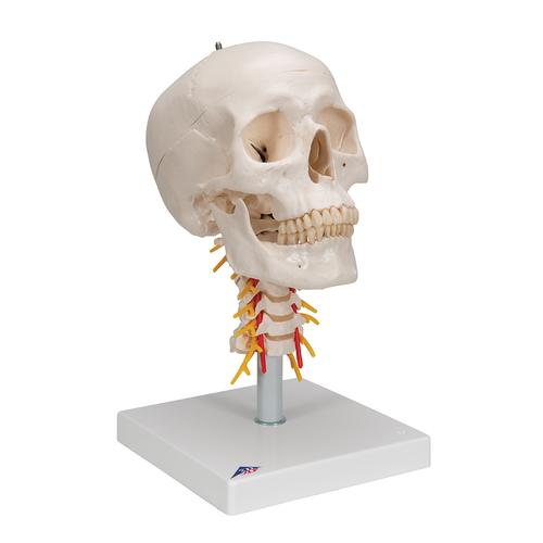 Menschliches Schädel Modell "Klassik" auf Halswirbelsäule, 4-teilig - 3B Smart Anatomy, 1020160 [A20/1], Wirbelmodelle