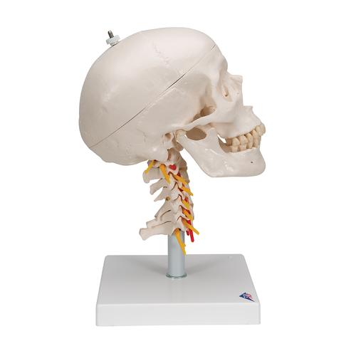 Menschliches Schädel Modell "Klassik" auf Halswirbelsäule, 4-teilig - 3B Smart Anatomy, 1020160 [A20/1], Wirbelmodelle