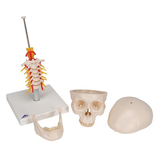 Menschliches Schädel Modell "Klassik" auf Halswirbelsäule, 4-teilig - 3B Smart Anatomy, 1020160 [A20/1], Wirbelsäulenmodelle