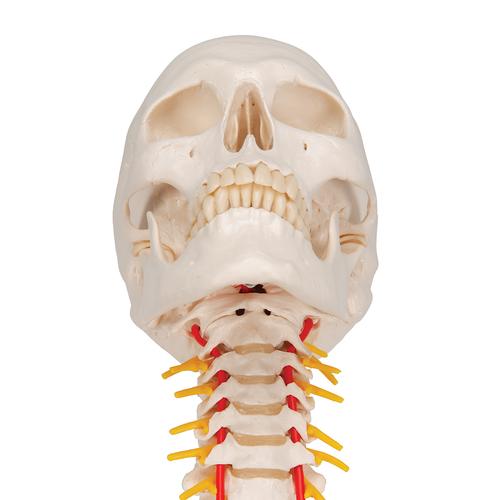 1-farbiger 22-teiliger menschlicher Schädel mit Halswirbelanatomiemodell 1 