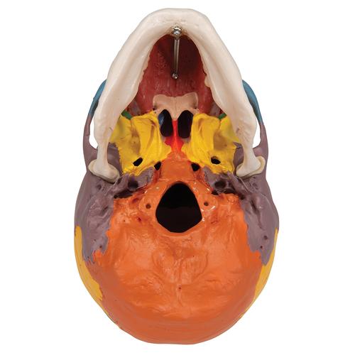 Didaktisches Schädel Modell auf Halswirbelsäule, farblich markiert 4-teilig - 3B Smart Anatomy, 1020161 [A20/2], Schädelmodelle