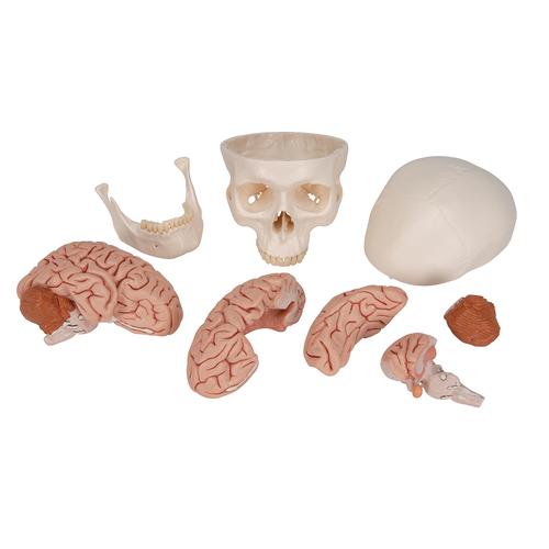 Menschliches Schädel Modell "Klassik" mit Gehirn, 8-teilig - 3B Smart Anatomy, 1020162 [A20/9], Schädelmodelle
