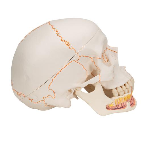 Menschliches Schädel Modell "Klassik" mit geöffnetem Unterkiefer, 3-teilig - 3B Smart Anatomy, 1020166 [A22], Schädelmodelle