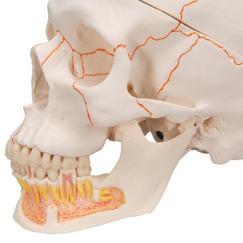 Menschliches Schädel Modell "Klassik" mit geöffnetem Unterkiefer, 3-teilig - 3B Smart Anatomy, 1020166 [A22], Schädelmodelle
