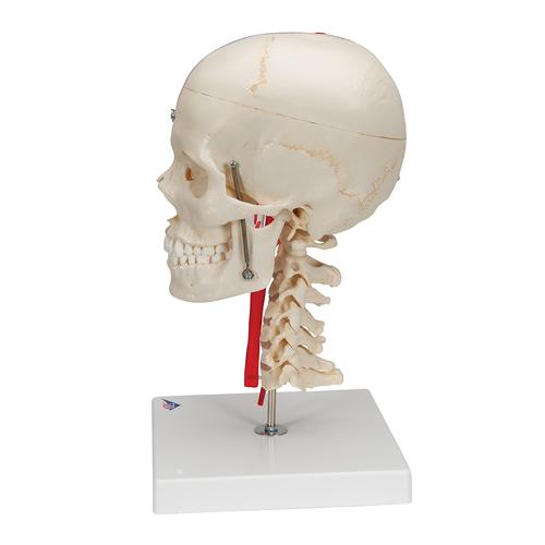 BONElike Schädel Modell, transparent und didaktisch aufbereitet, 7-teilig - 3B Smart Anatomy, 1000064 [A283], Schädelmodelle